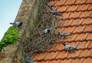 Duiven op dak, duivenoverlast