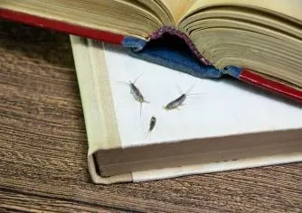 Papiervisjes op boek, papiervisjesbestrijding