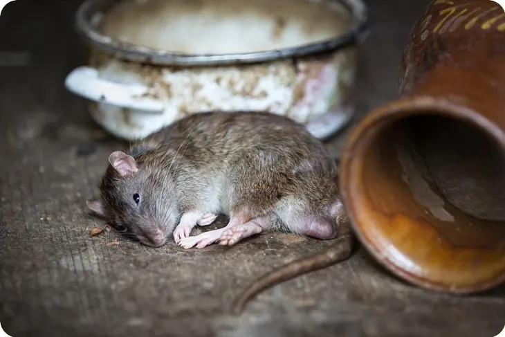 Rat in keuken, rattenbestrijding